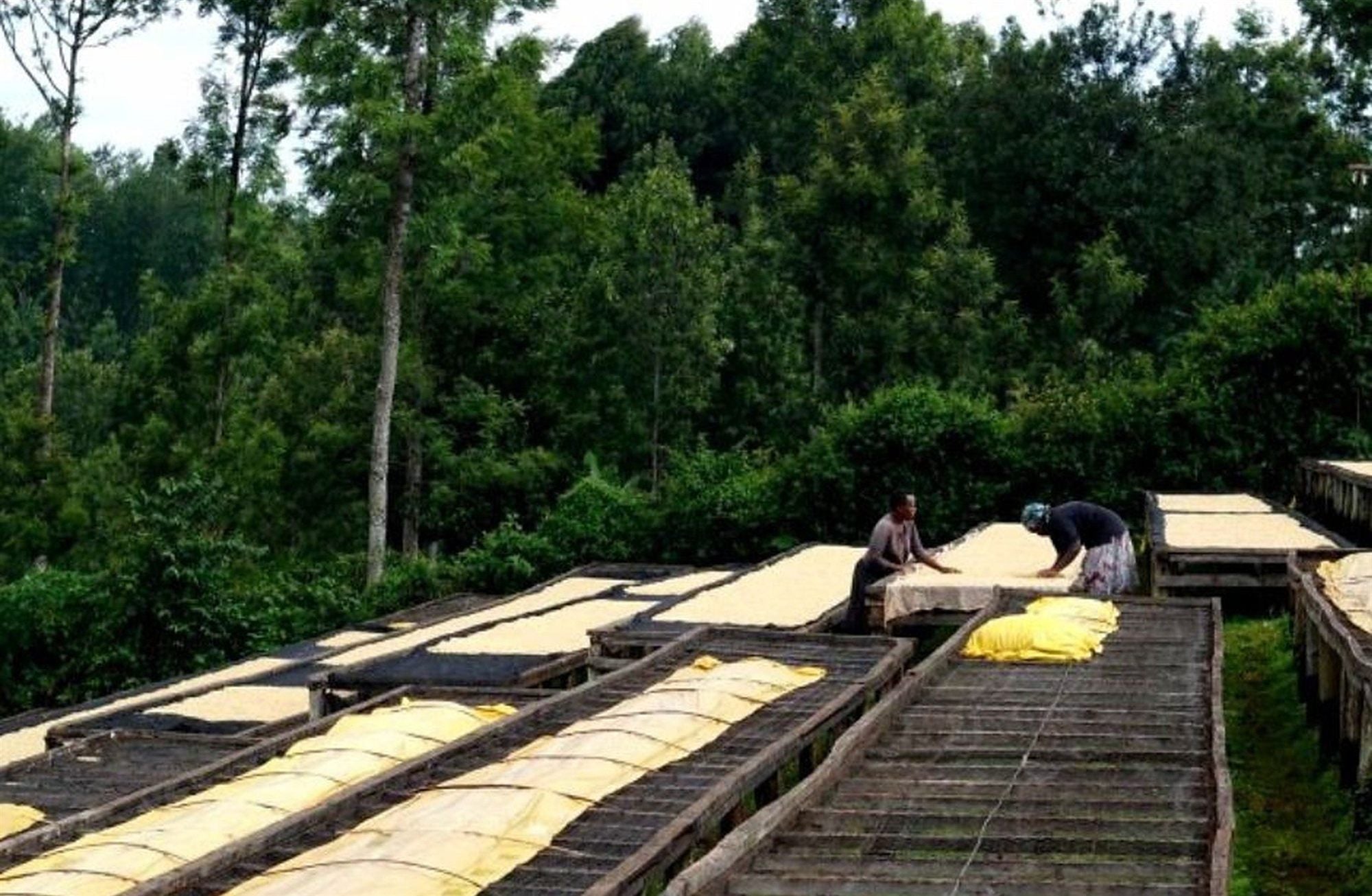 Nytvättat kaffe torkar i solen på upphöjda bäddar i Kenya